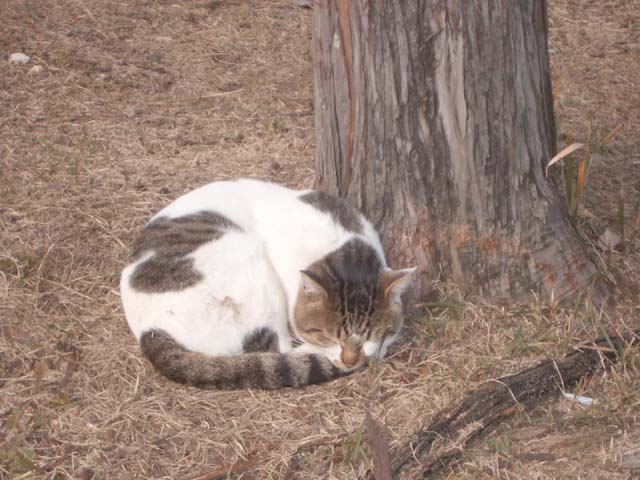 昼寝する猫