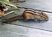 シマリス
