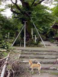 養老の滝2