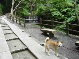 養老の滝14