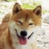 美ら犬☆健太郎
