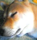 コロちゃんのページへ