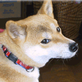 ナナちゃんのページへ