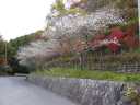 緑の公園に続く車道の四季桜と紅葉