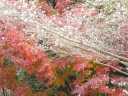 緑の公園の紅葉と四季桜1