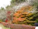 緑の公園の紅葉と四季桜2