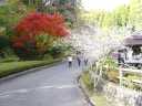 和紙のふるさとの紅葉と四季桜