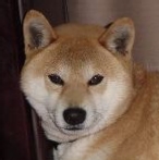リュウ君のページへ