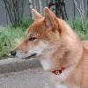 サクラちゃんのページへ