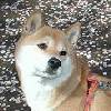 シオンちゃんのページへ